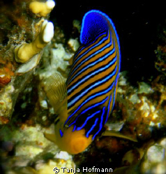 Regal Angelfish at Marsa Alam, Egypt by Tanja Hofmann 